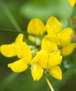 Alfalfa chilota - Lotus cornicule, 15 ml